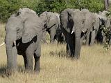 Africa 035 : Africa, Animal, Botswana, Elephant, Mammal, Okavango, Vumbura Plains